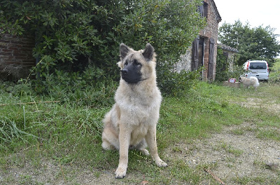 Du Fluff De Soie - Eurasier - Portée née le 28/03/2024