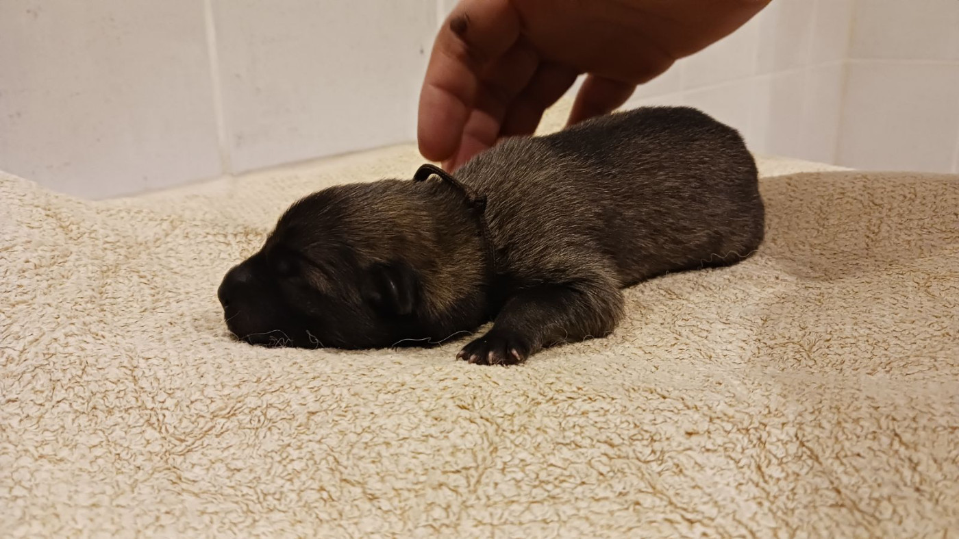 Du Fluff De Soie - Chiots disponibles - Eurasier