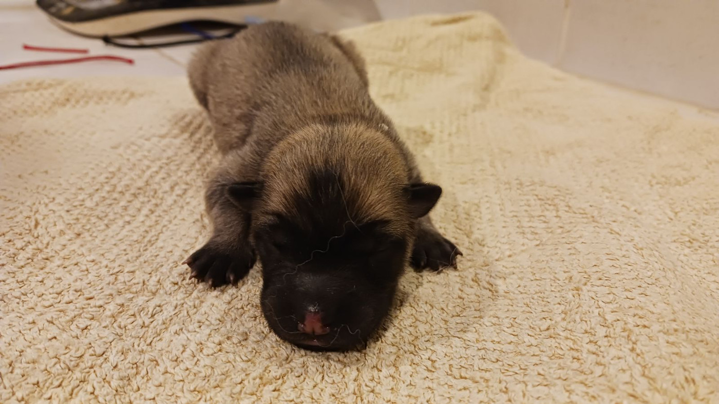 Du Fluff De Soie - Chiots disponibles - Eurasier