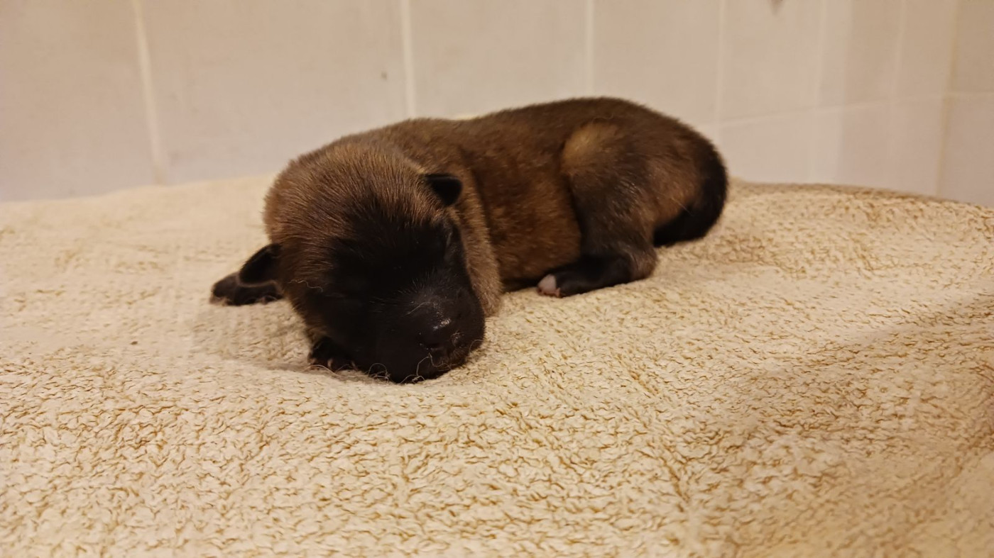 Du Fluff De Soie - Chiots disponibles - Eurasier