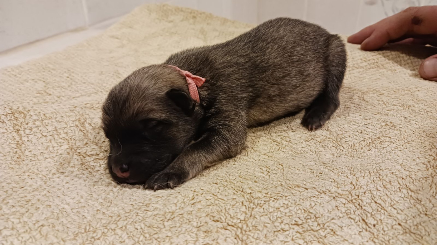 Du Fluff De Soie - Chiots disponibles - Eurasier