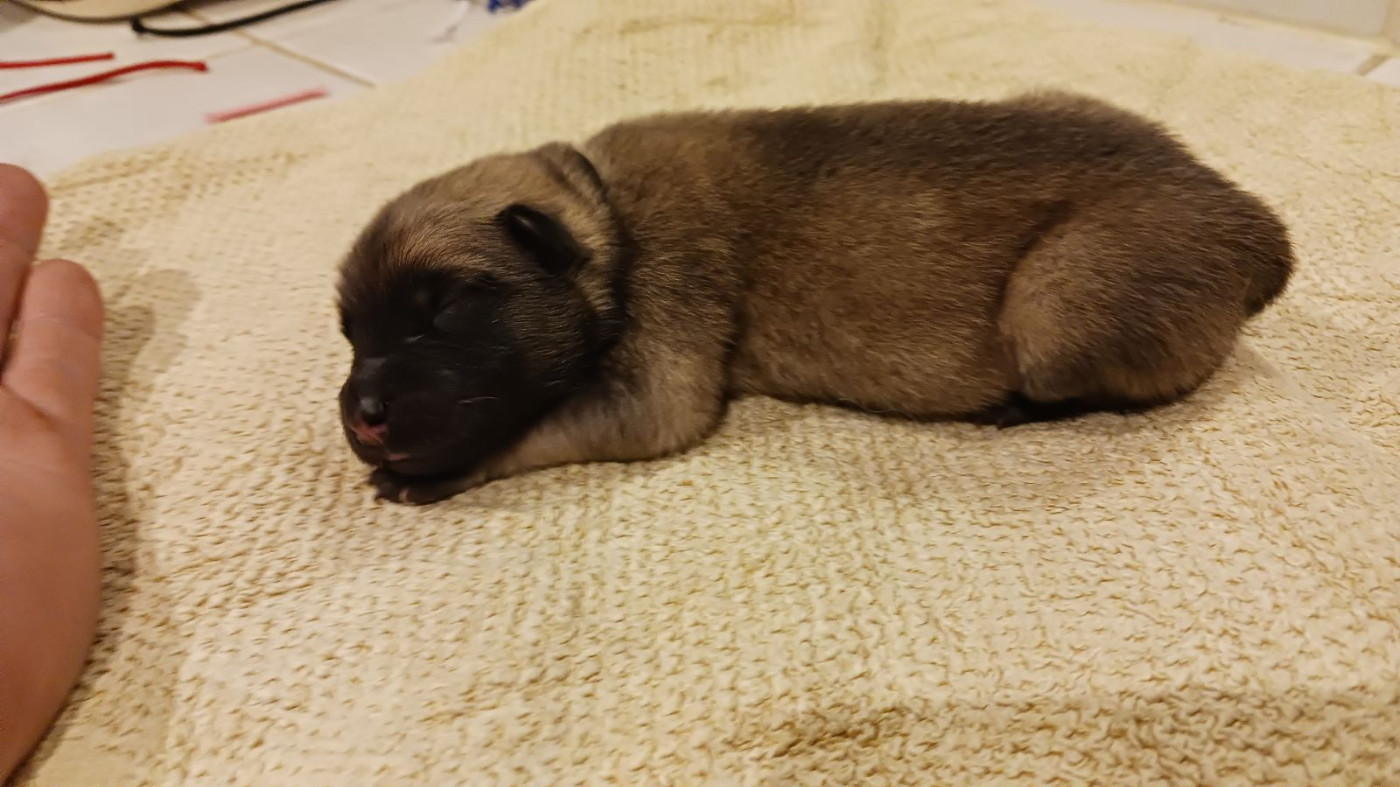 Du Fluff De Soie - Chiots disponibles - Eurasier