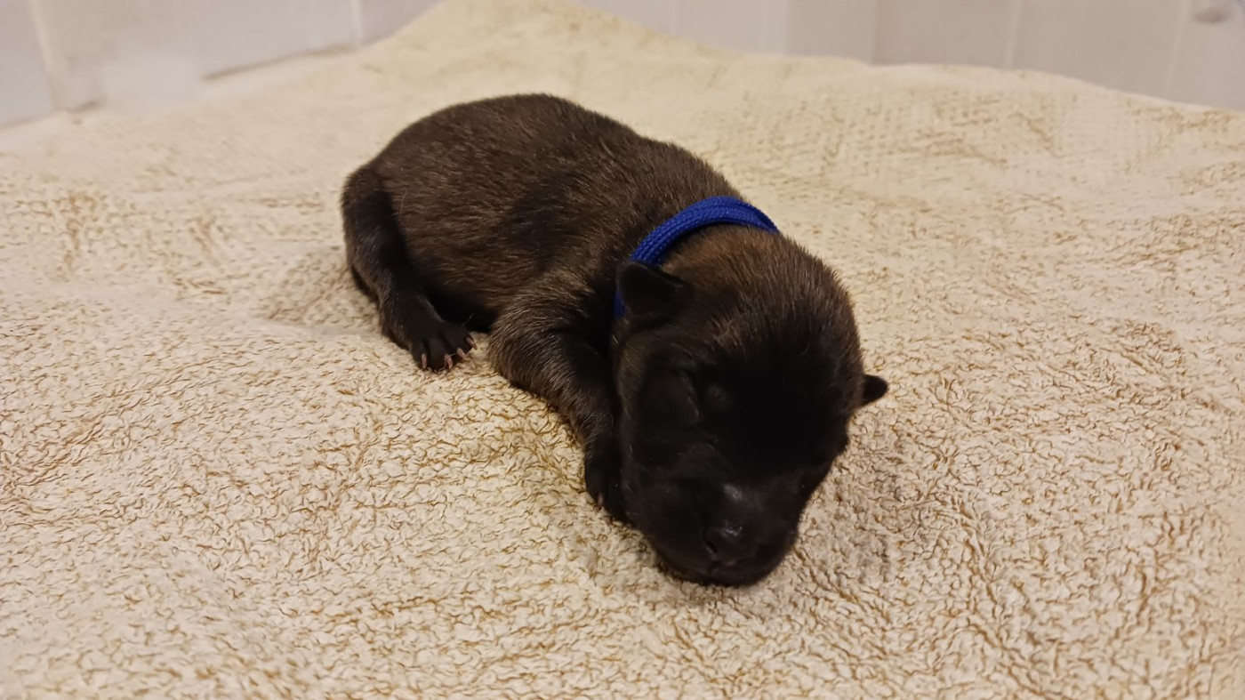 Du Fluff De Soie - Chiots disponibles - Eurasier