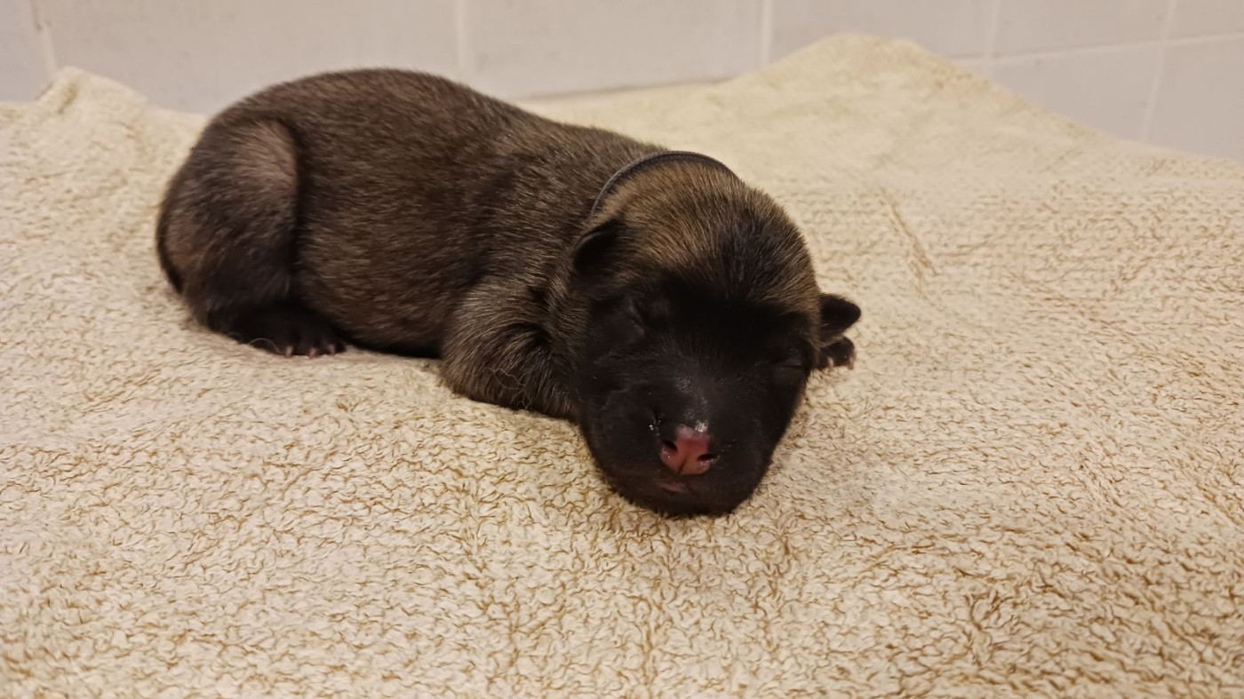 Du Fluff De Soie - Chiots disponibles - Eurasier