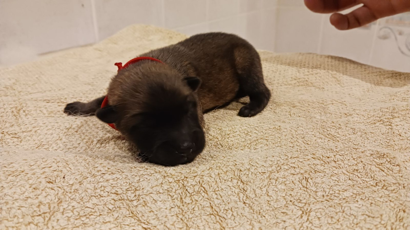 Du Fluff De Soie - Chiots disponibles - Eurasier