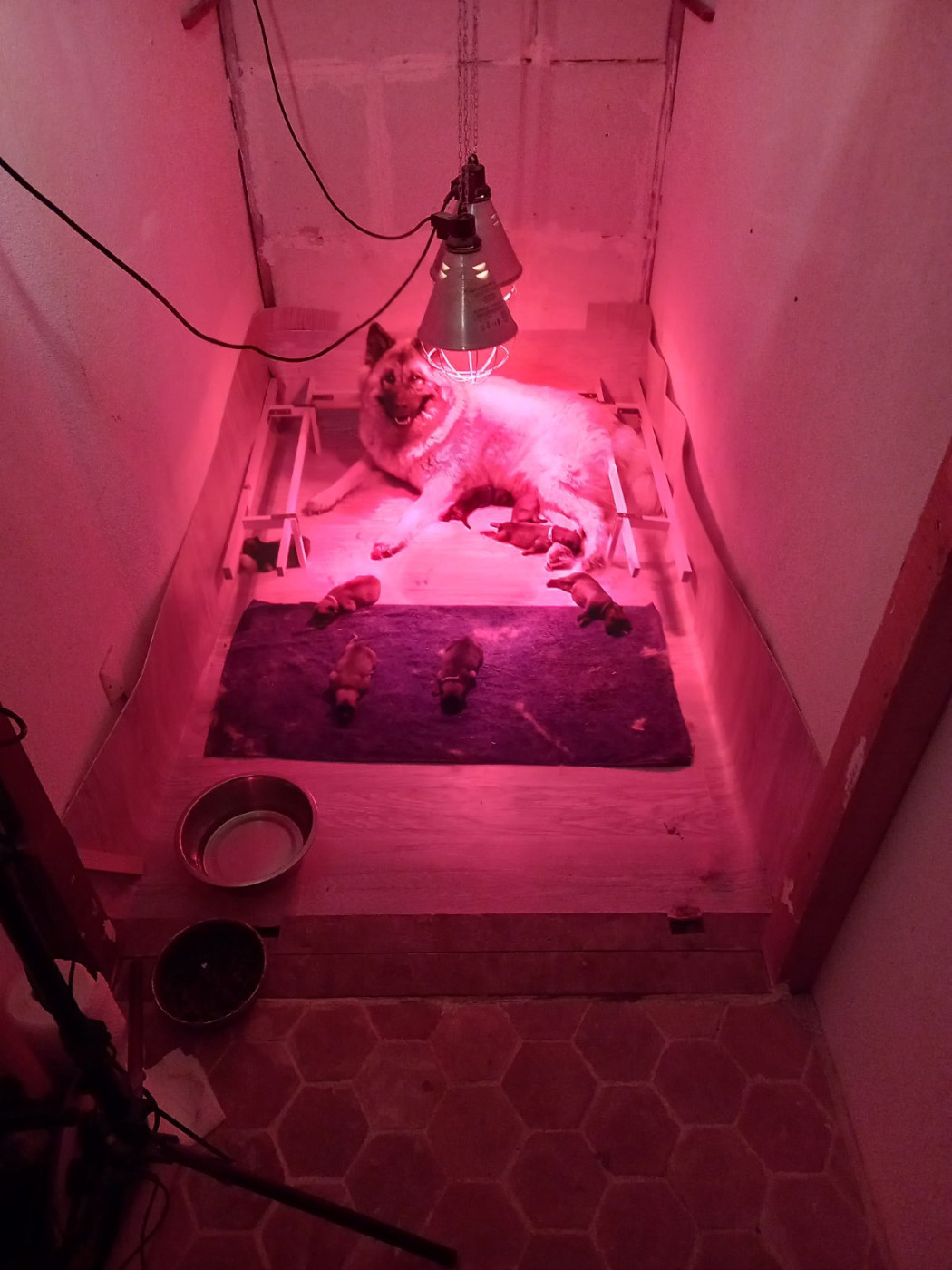 Chiot Eurasier Du Fluff De Soie