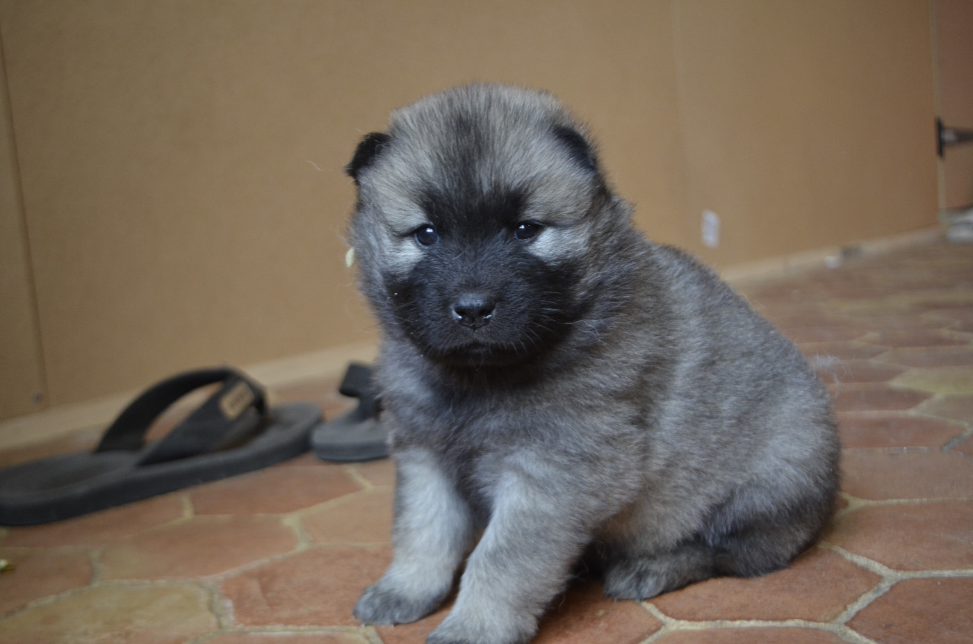Du Fluff De Soie - Chiots disponibles - Eurasier