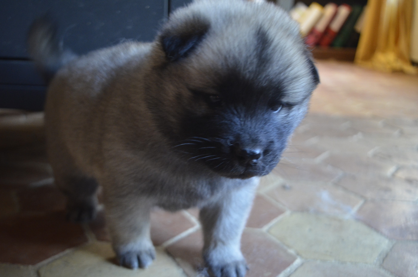 Du Fluff De Soie - Chiots disponibles - Eurasier