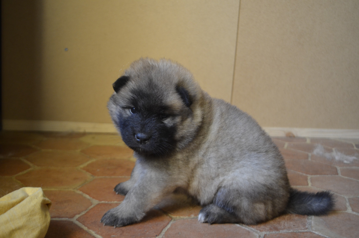 Du Fluff De Soie - Chiots disponibles - Eurasier
