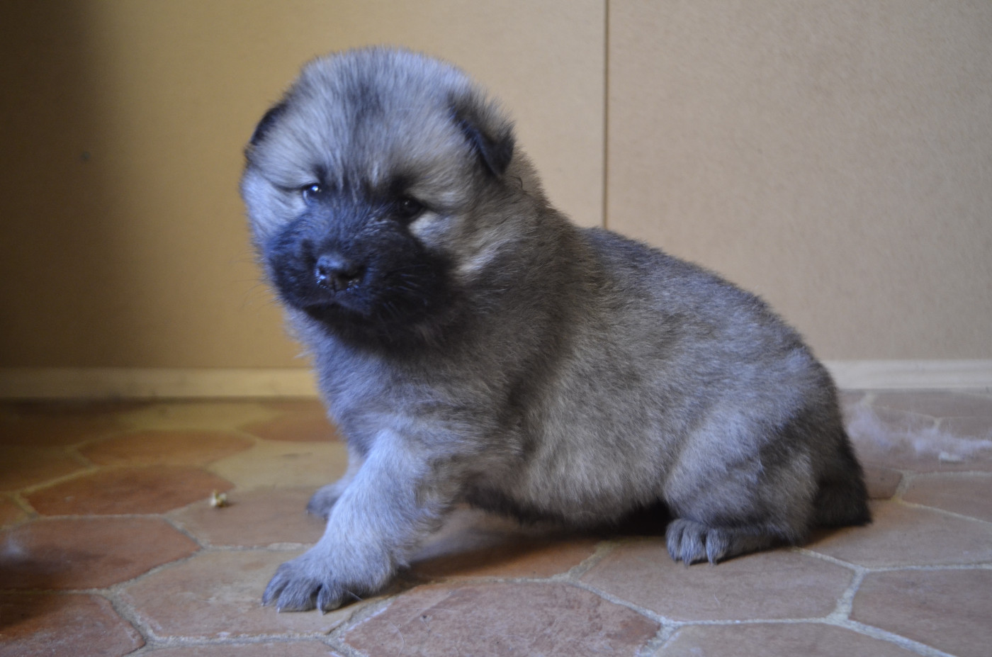 Du Fluff De Soie - Chiots disponibles - Eurasier