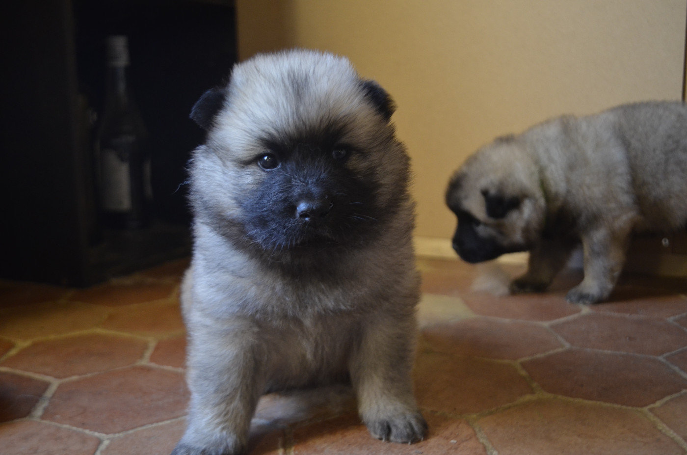 Du Fluff De Soie - Chiots disponibles - Eurasier