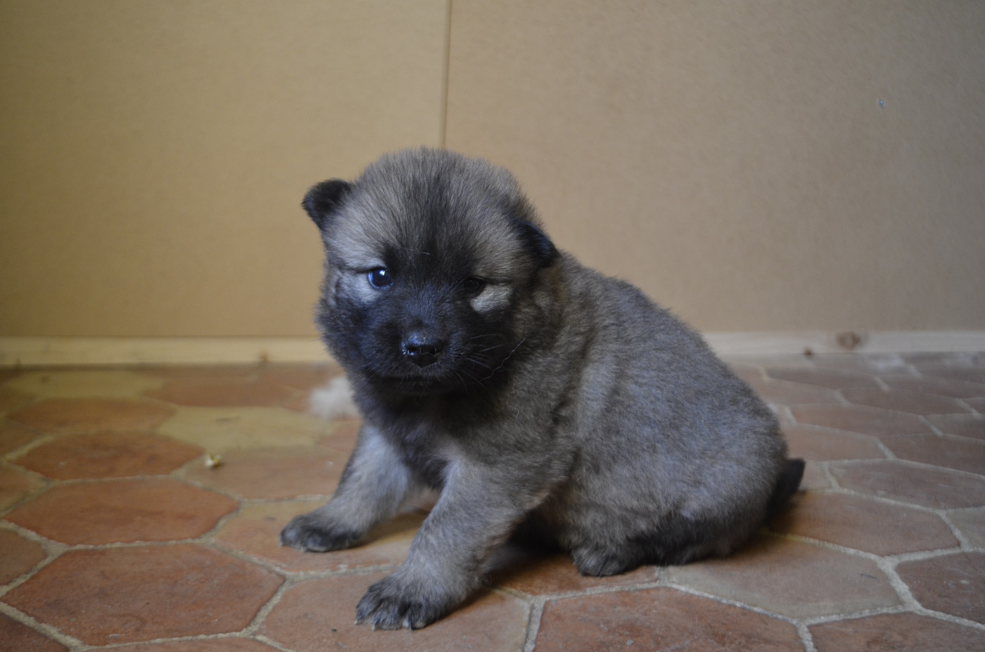 Du Fluff De Soie - Chiots disponibles - Eurasier