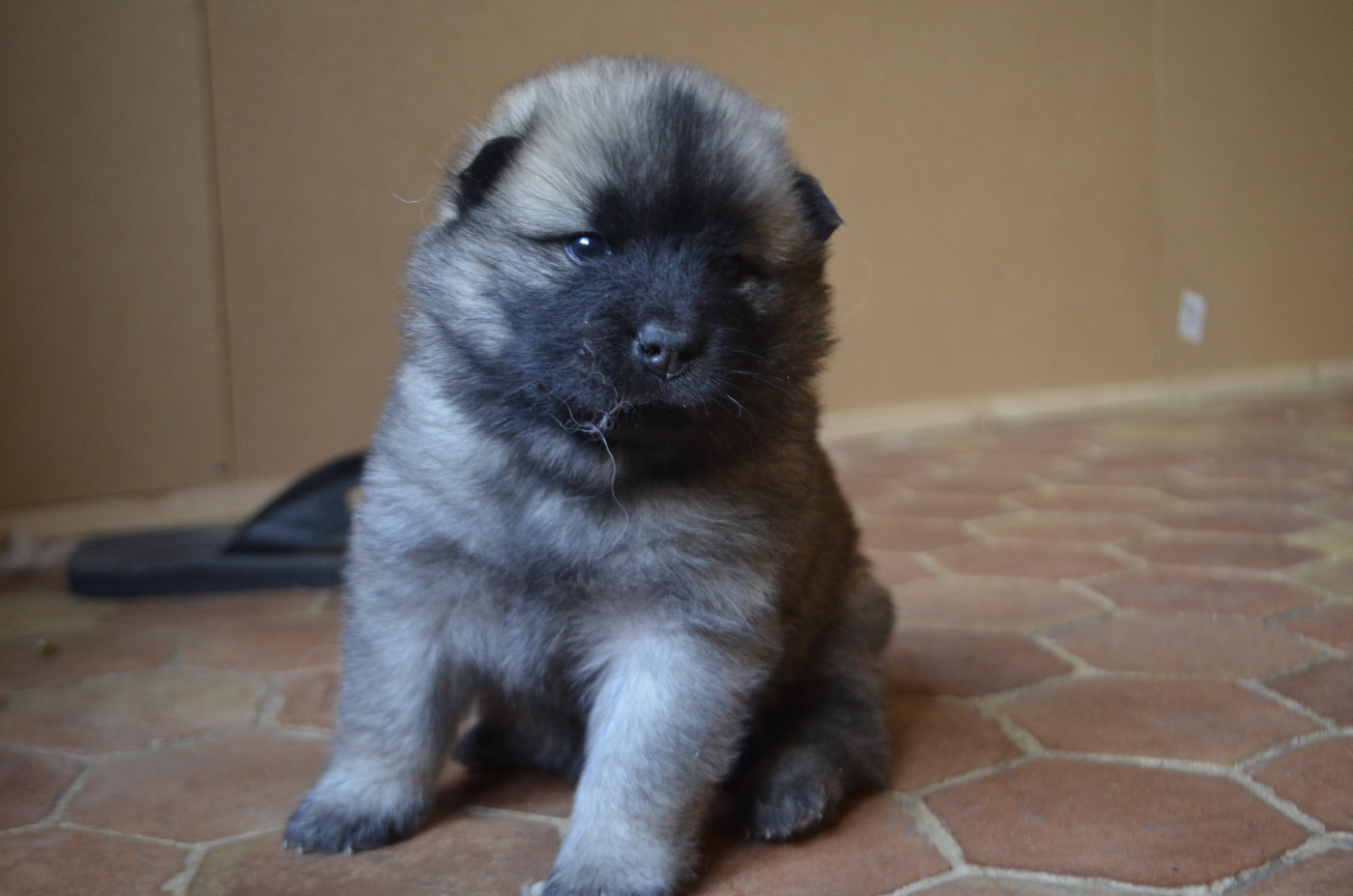 Du Fluff De Soie - Chiots disponibles - Eurasier