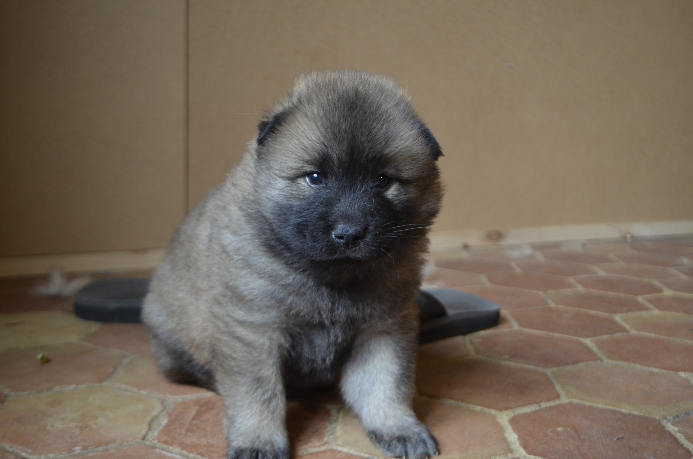 Du Fluff De Soie - Chiots disponibles - Eurasier