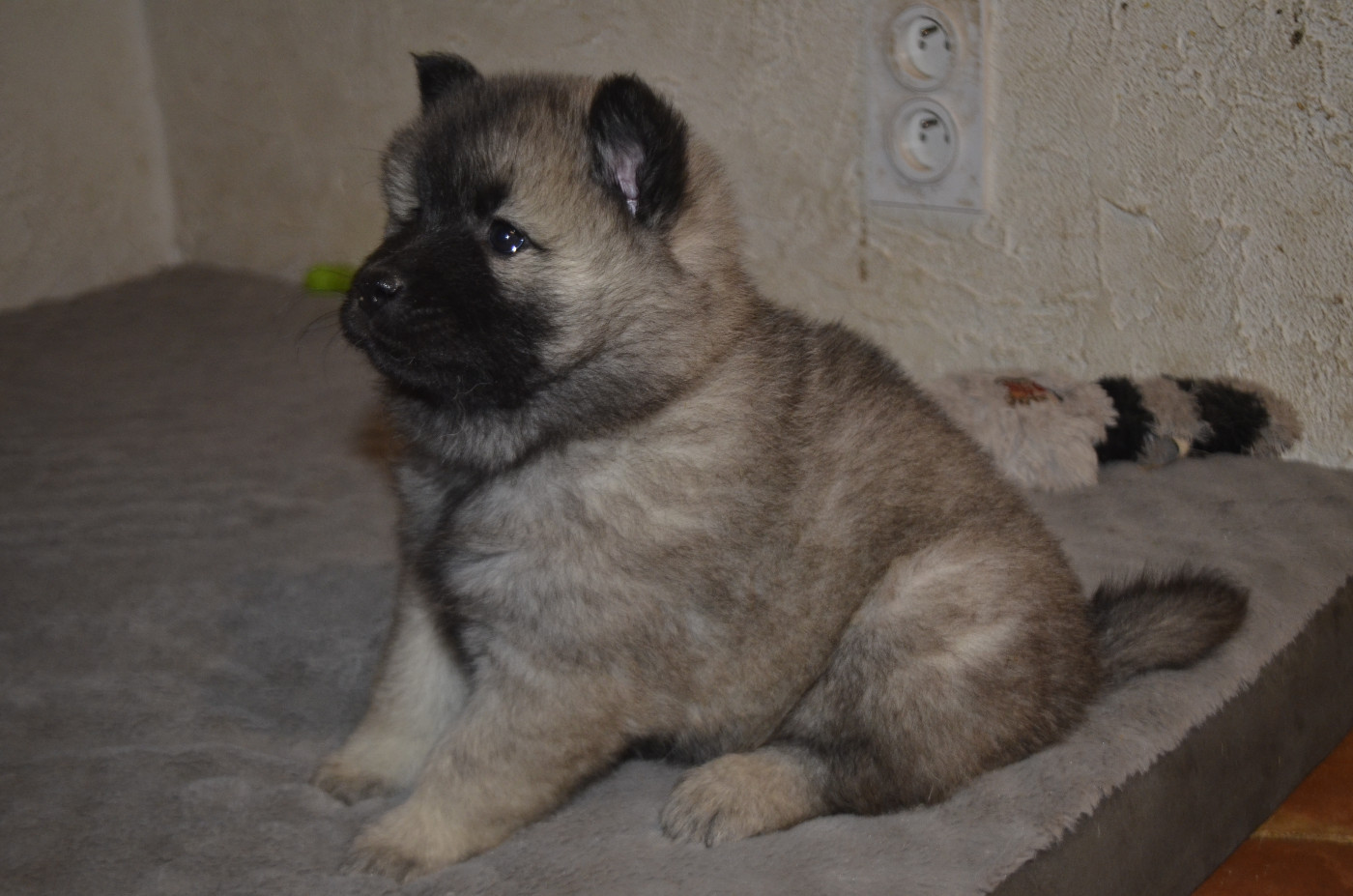 Du Fluff De Soie - Chiots disponibles - Eurasier