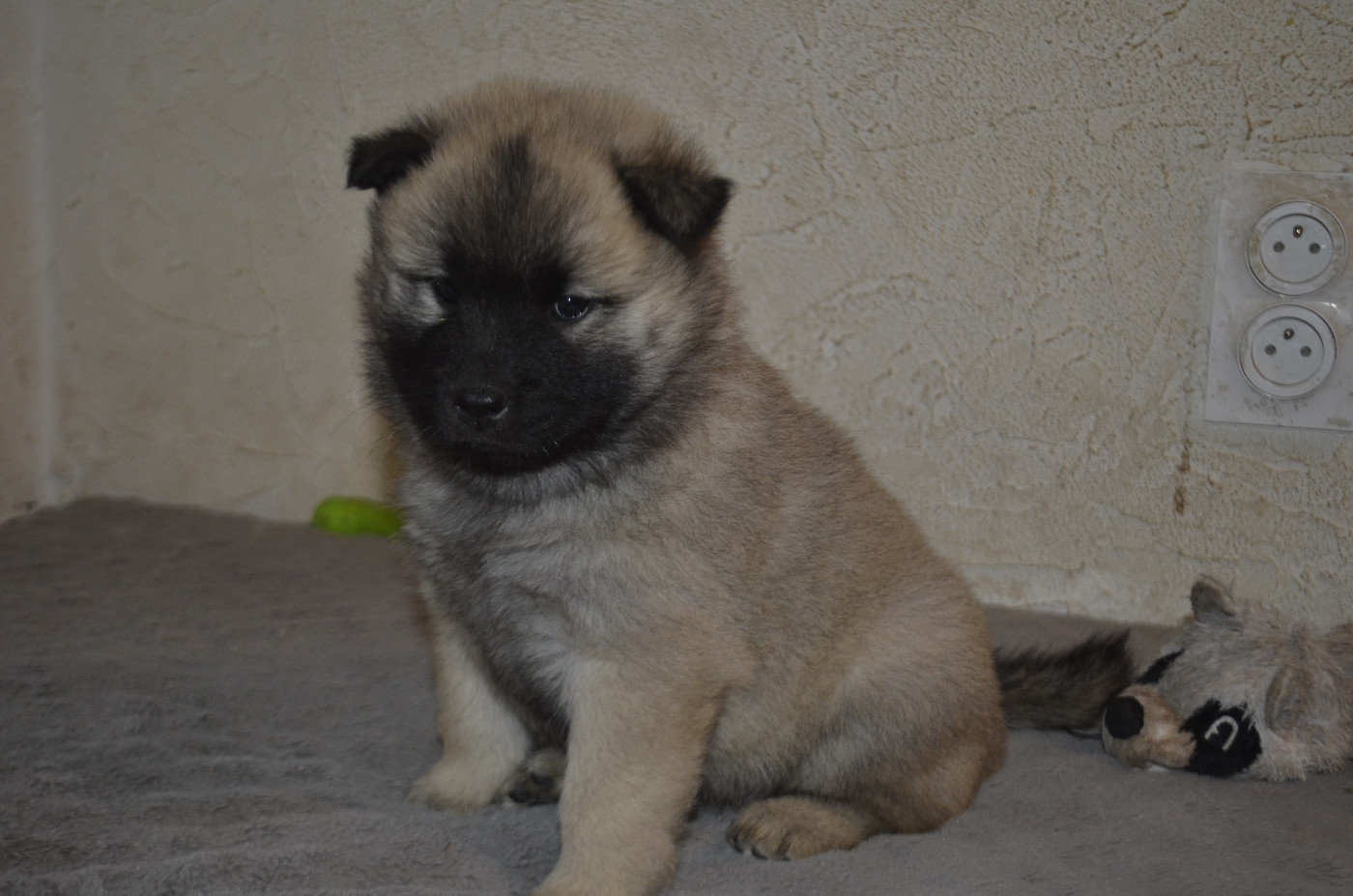 Du Fluff De Soie - Chiots disponibles - Eurasier