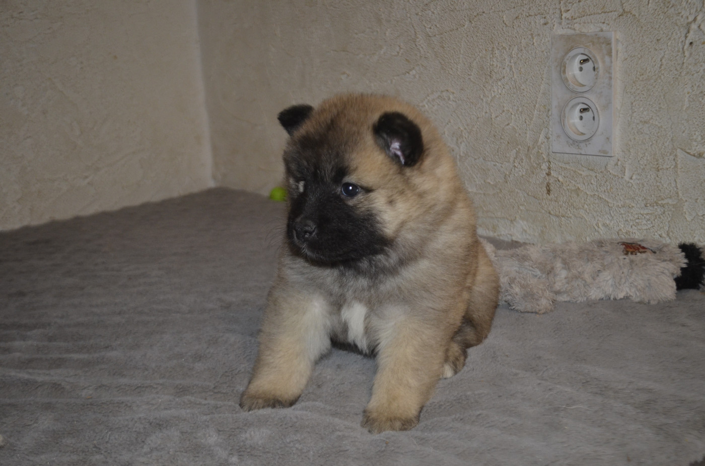Du Fluff De Soie - Chiots disponibles - Eurasier