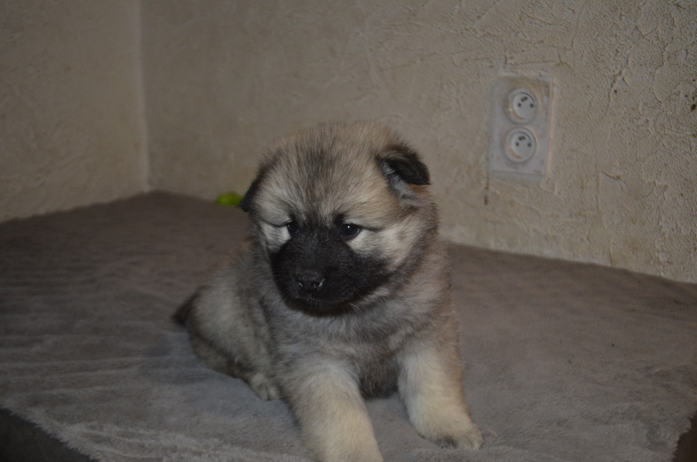 Du Fluff De Soie - Chiots disponibles - Eurasier