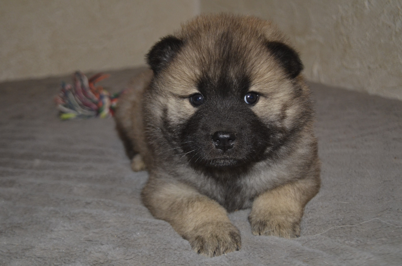 Du Fluff De Soie - Chiots disponibles - Eurasier