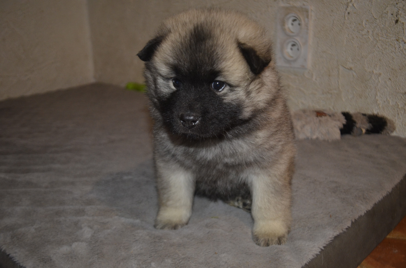 Du Fluff De Soie - Chiots disponibles - Eurasier