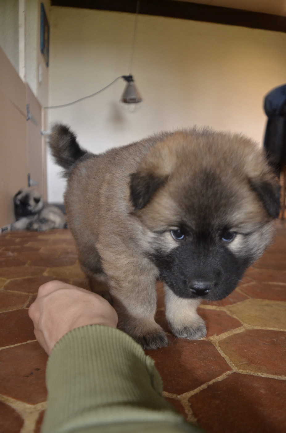 Du Fluff De Soie - Chiots disponibles - Eurasier