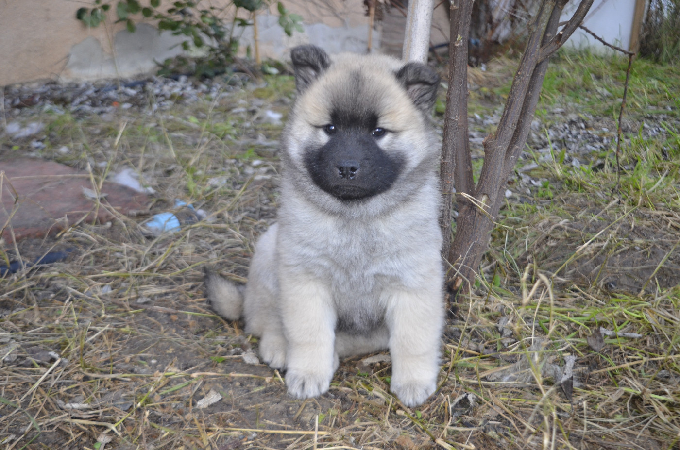 Du Fluff De Soie - Chiots disponibles - Eurasier