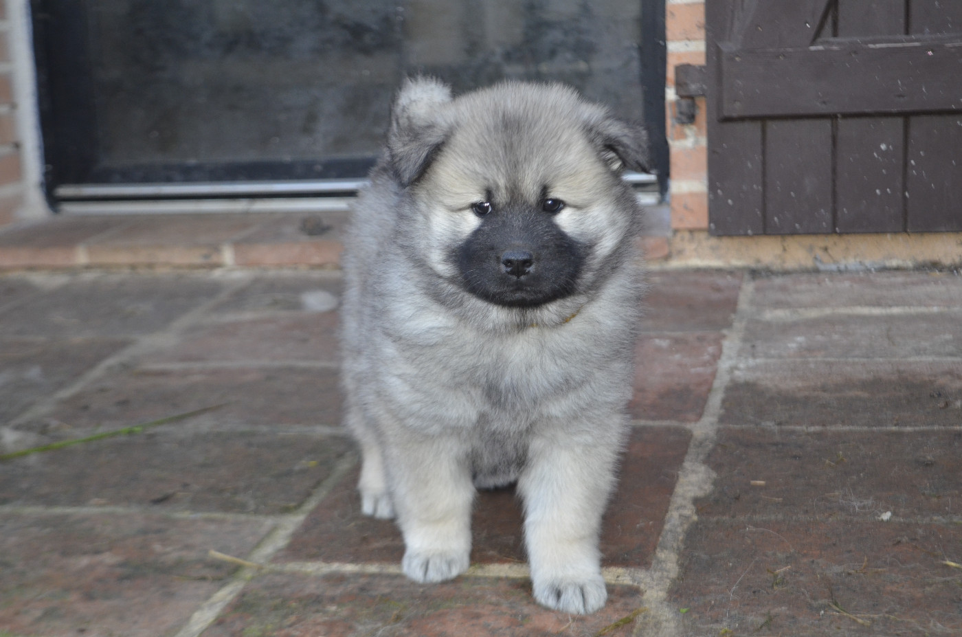Du Fluff De Soie - Chiots disponibles - Eurasier