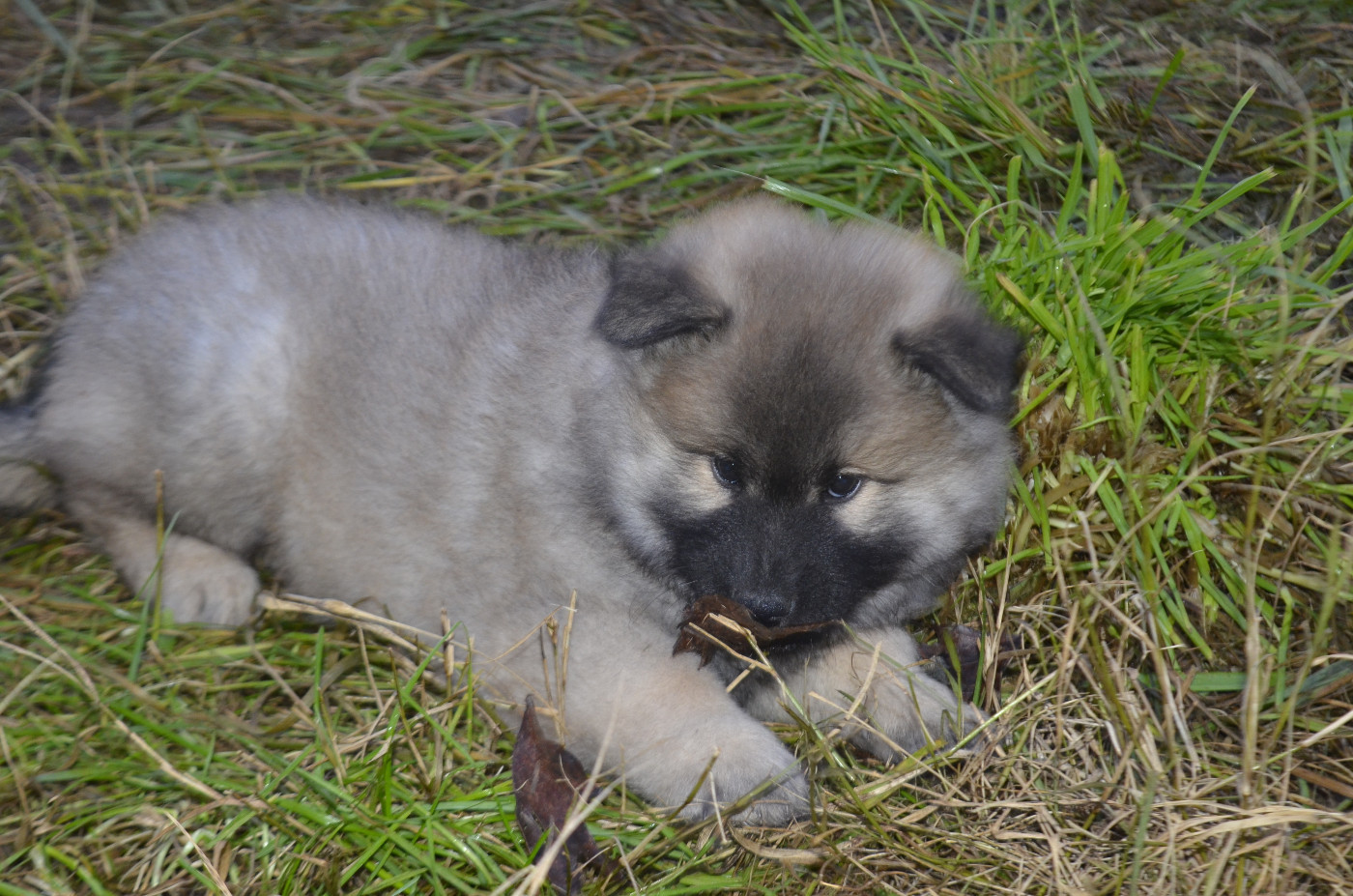 Du Fluff De Soie - Chiots disponibles - Eurasier