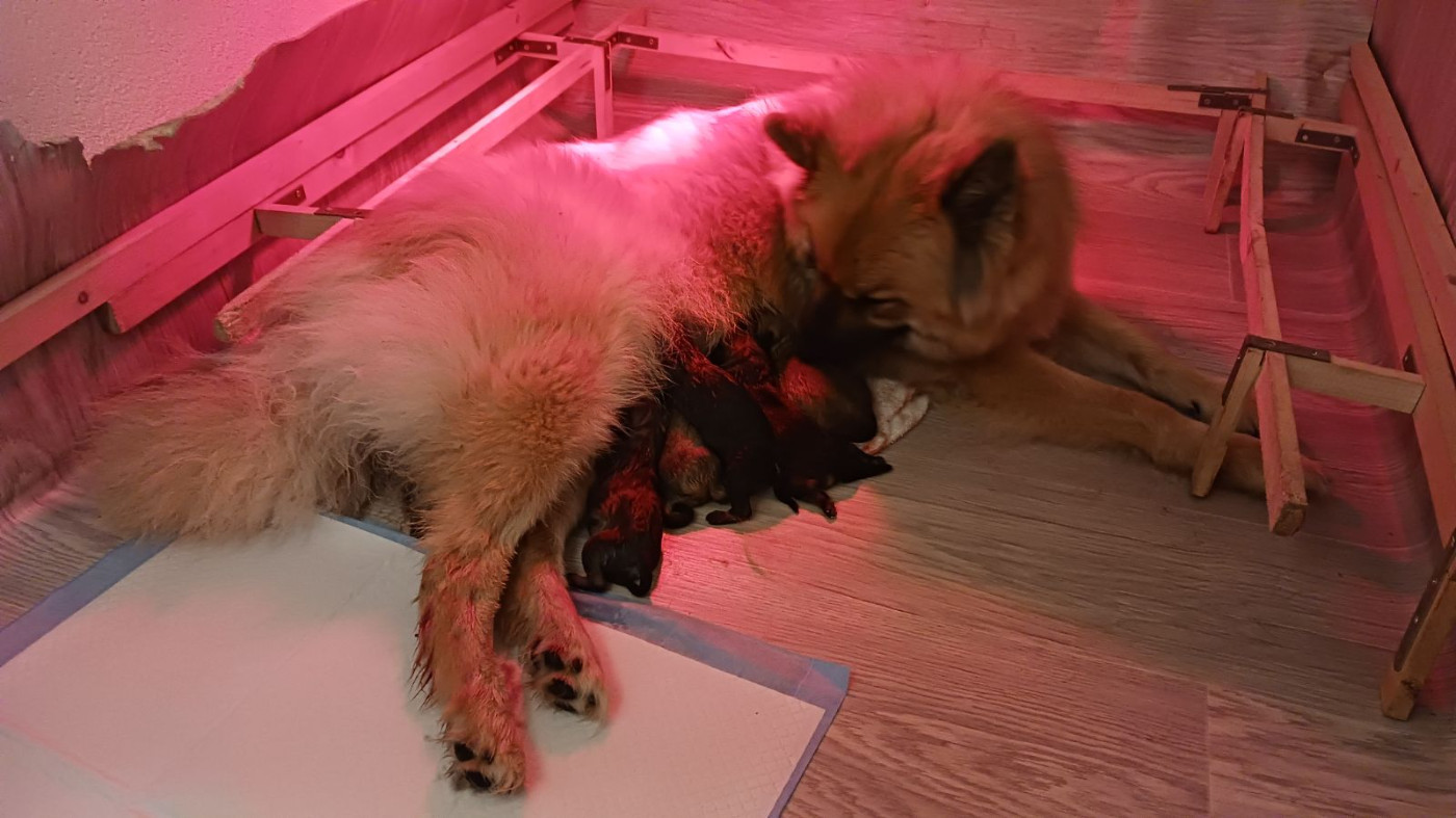 Chiot Eurasier Du Fluff De Soie