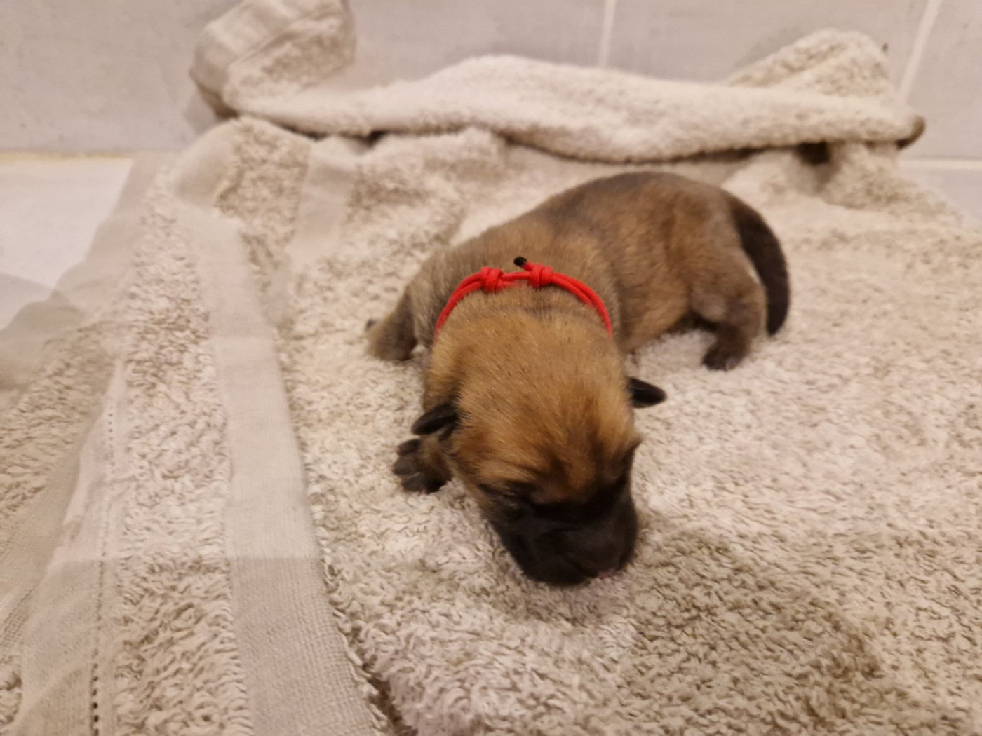 Du Fluff De Soie - Chiots disponibles - Eurasier