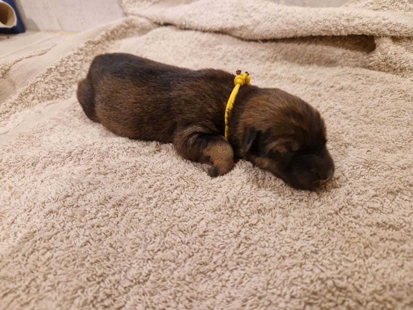 Du Fluff De Soie - Chiots disponibles - Eurasier