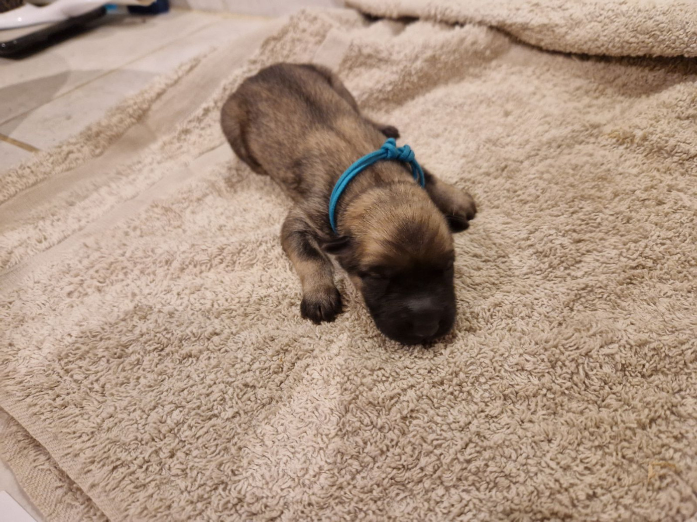 Du Fluff De Soie - Chiots disponibles - Eurasier