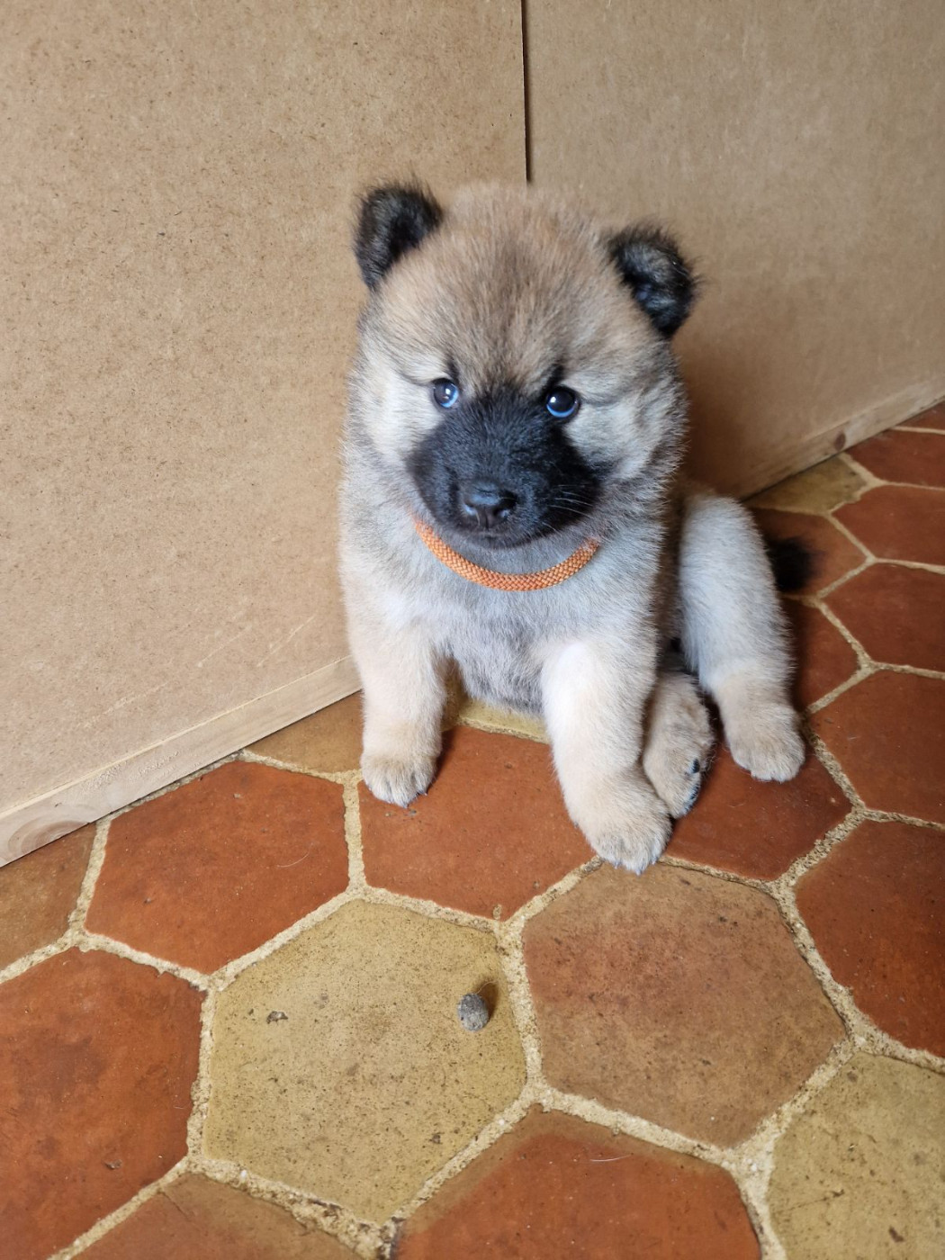 Du Fluff De Soie - Chiots disponibles - Eurasier