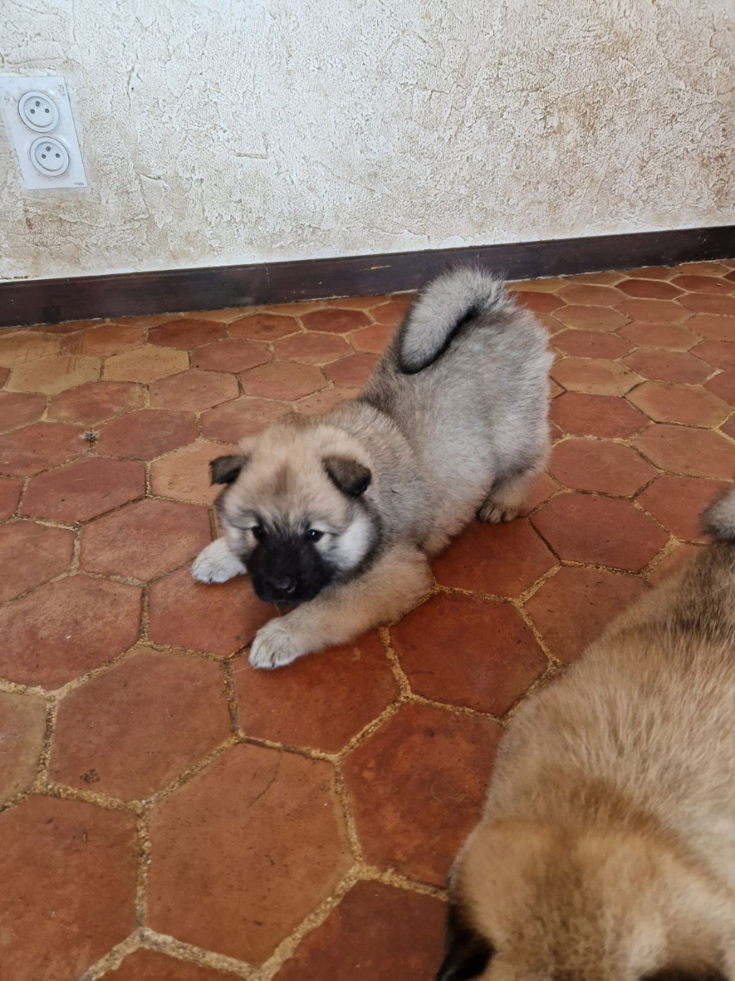 Du Fluff De Soie - Chiots disponibles - Eurasier