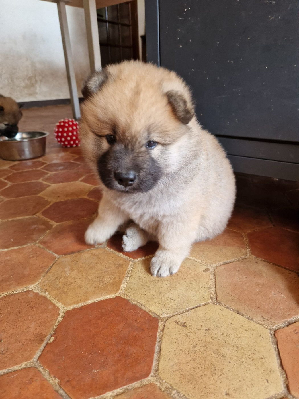 Du Fluff De Soie - Chiots disponibles - Eurasier