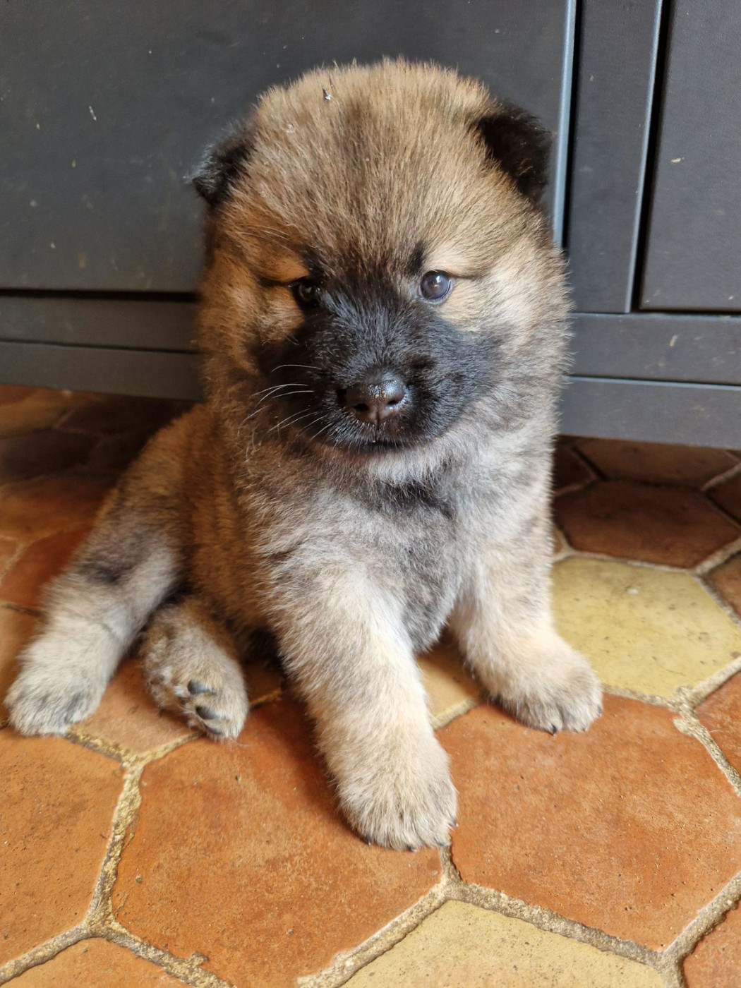 Du Fluff De Soie - Chiots disponibles - Eurasier