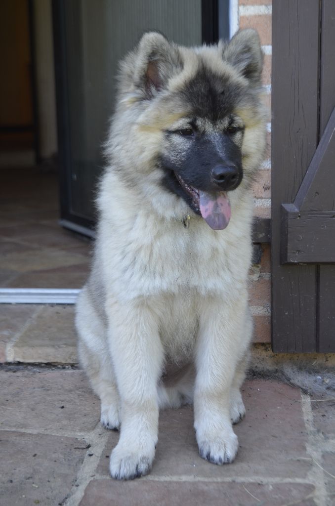 Du Fluff De Soie - Eurasier - Portée née le 28/03/2024